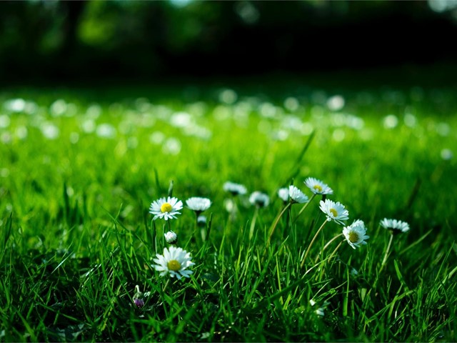 7 consejos para cuidar bien de nuestro césped natural