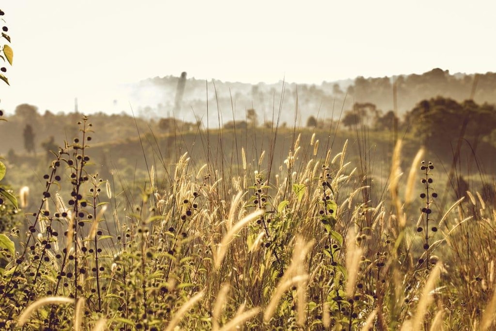 ¿Cada cuánto tiempo hay que desbrozar una finca?