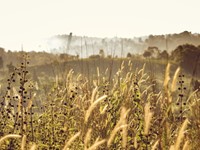 ¿Cada cuánto tiempo hay que desbrozar una finca?