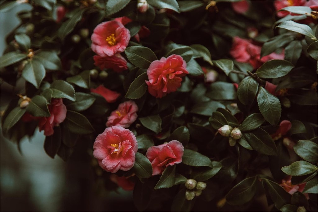 Cinco flores para decorar tu jardín este enero
