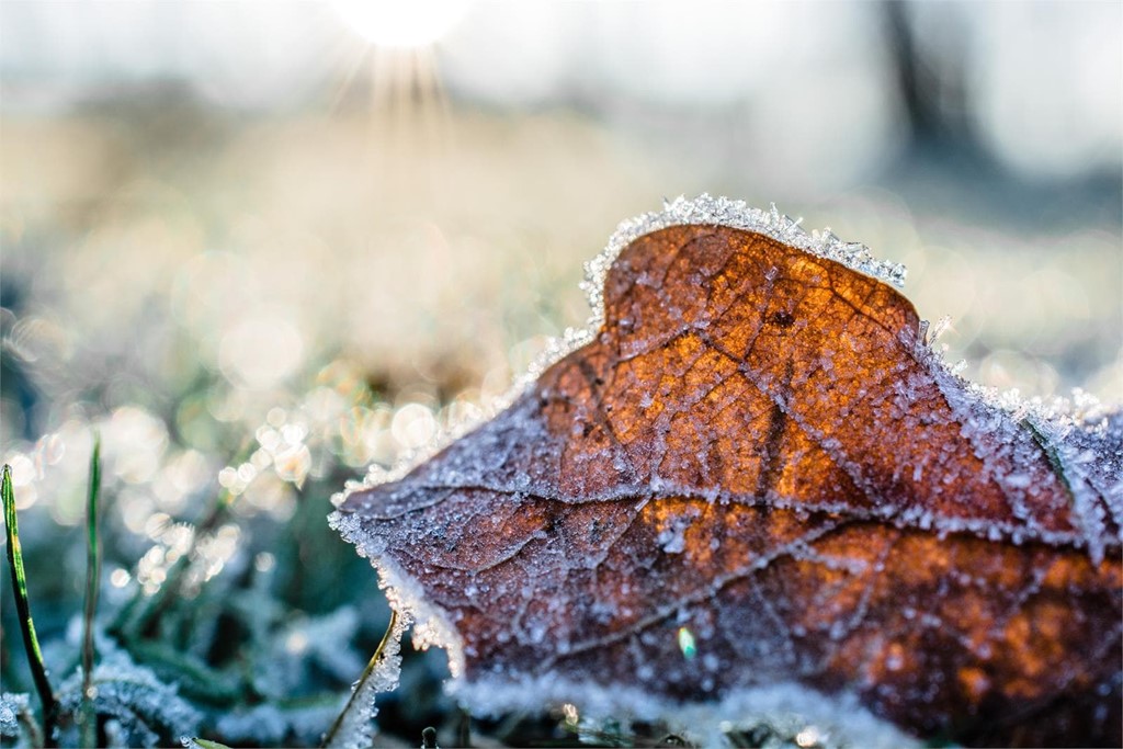 ¿Cómo cuidar de nuestro jardín en invierno?