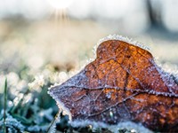 ¿Cómo cuidar de nuestro jardín en invierno?