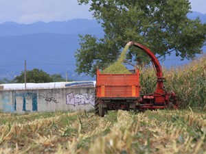 ¿Cuándo es el mejor momento para desbrozar tu finca?  