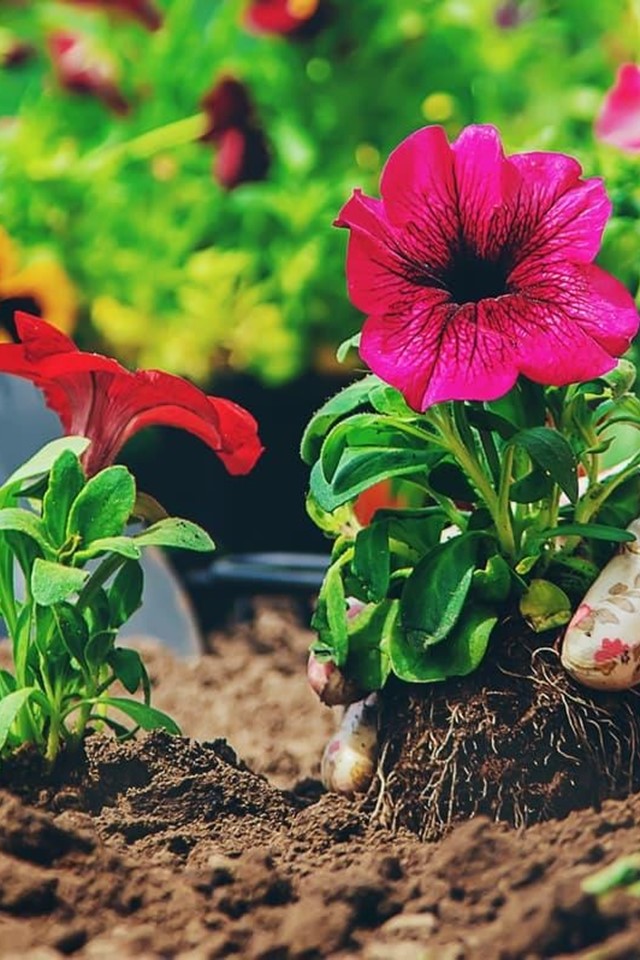 Desbroces y mantenimientos de jardinería en Ourense