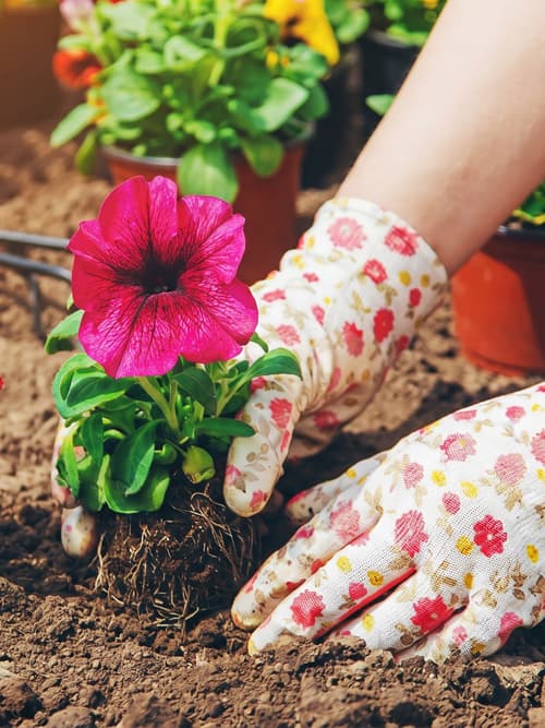 Desbroces y mantenimientos de jardinería en Ourense de Otto Jardinería y Desbroces
