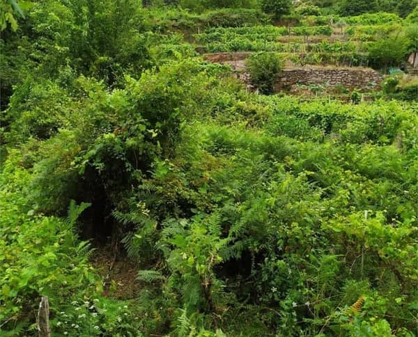 Desbroce con fitoquímicos en Ourense de Otto Jardinería y Desbroces