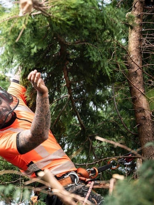 Servicio de poda en altura en Ourense de Otto Jardinería y Desbroces