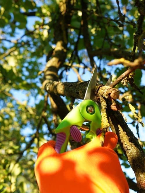 Servicio de poda de frutales en Ourense de Otto Jardinería y Desbroces