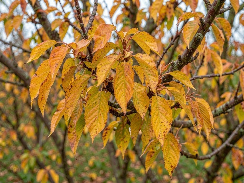 Poda de un cerezo en octubre para prevenir enfermedades en Ourense