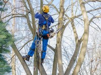 Pasos para un correcto trabajo de poda en altura