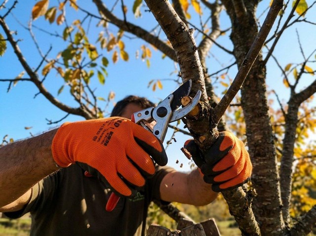 Poda de cerezos en octubre: árboles fuertes y sin enfermedades en Pereiro de Aguiar - Imagen 1
