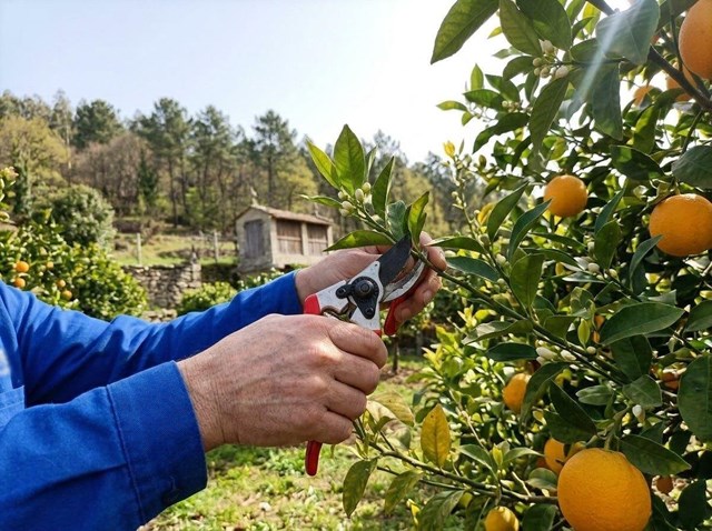 Poda de cítricos en Allariz para un nuevo ciclo productivo más vigoroso - Imagen 1