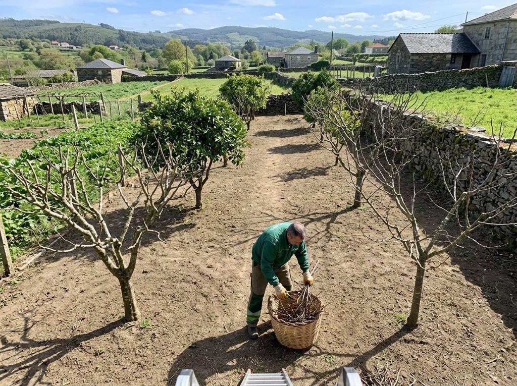 Foto 1 Poda de frutales con retirada de restos en Ourense