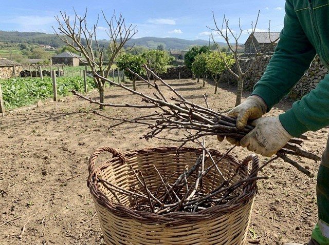 Poda de frutales con retirada de restos en Ourense - Imagen 1