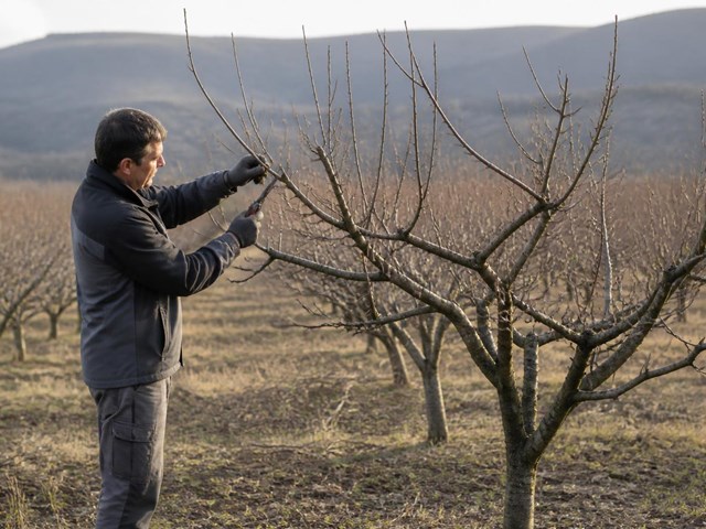 Poda de frutales en parada vegetativa en San Cibrao das Viñas