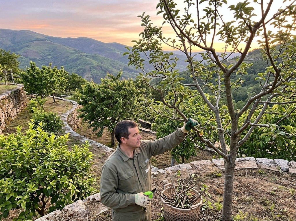 Foto 1 Poda de frutales para producción en Ourense
