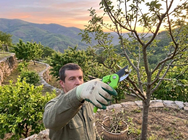 Poda de frutales para producción en Ourense - Imagen 1