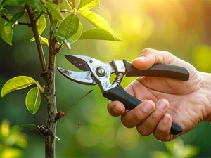 ¿Por qué es crucial podar tus árboles frutales?