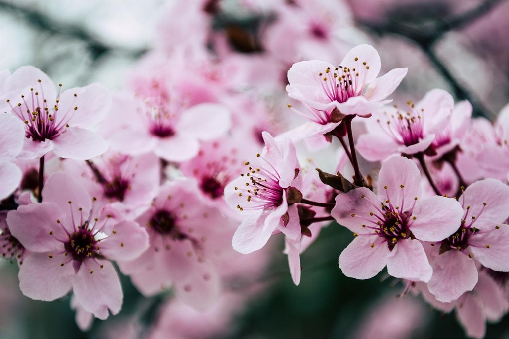 Prepara tu jardín para llegada de la primavera