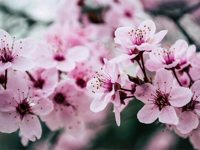 Prepara tu jardín para llegada de la primavera