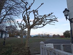 ¿Qué hacer con los restos de poda y desbroce?