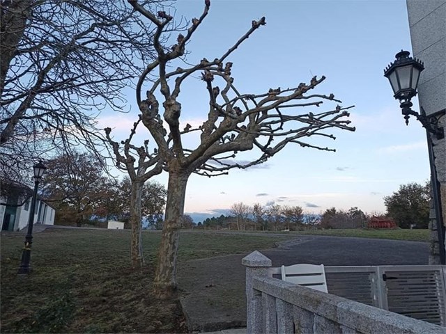 ¿Qué hacer con los restos de poda y desbroce?