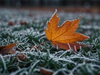 ¿Qué tratamiento hacer al césped en invierno?