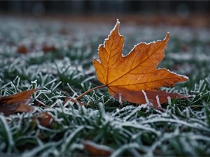 ¿Qué tratamiento hacer al césped en invierno?